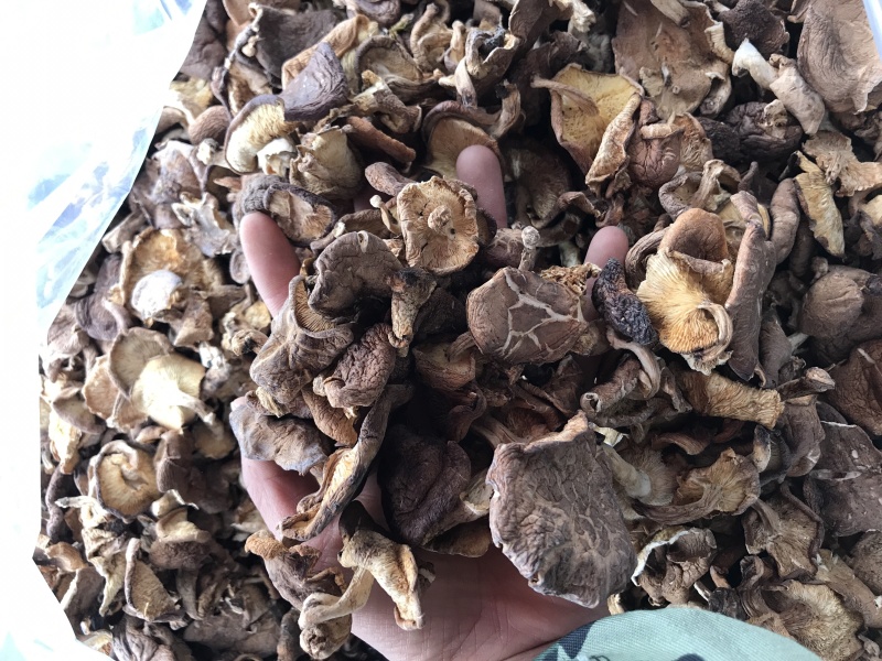 香菇干货云南特产野生香菇100%食用菌野生香菇