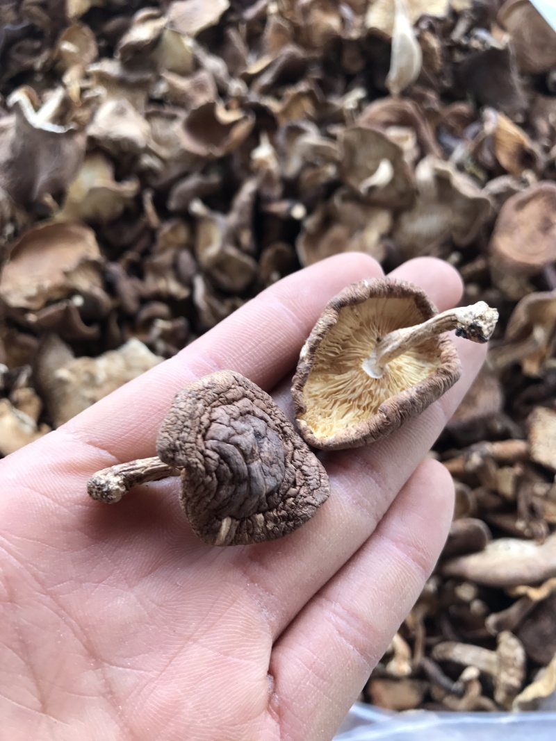 香菇干货云南特产野生香菇100%食用菌野生香菇