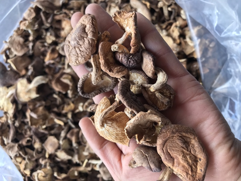 香菇干货云南特产野生香菇100%食用菌野生香菇