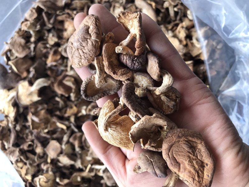 香菇干货云南特产野生香菇100%食用菌野生香菇