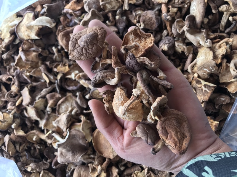 香菇干货云南特产野生香菇100%食用菌野生香菇