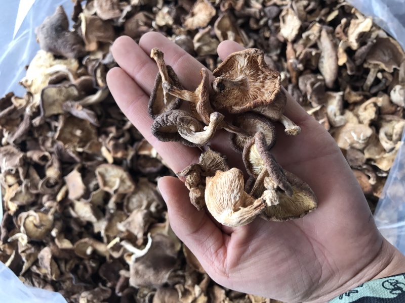 香菇干货云南特产野生香菇100%食用菌野生香菇