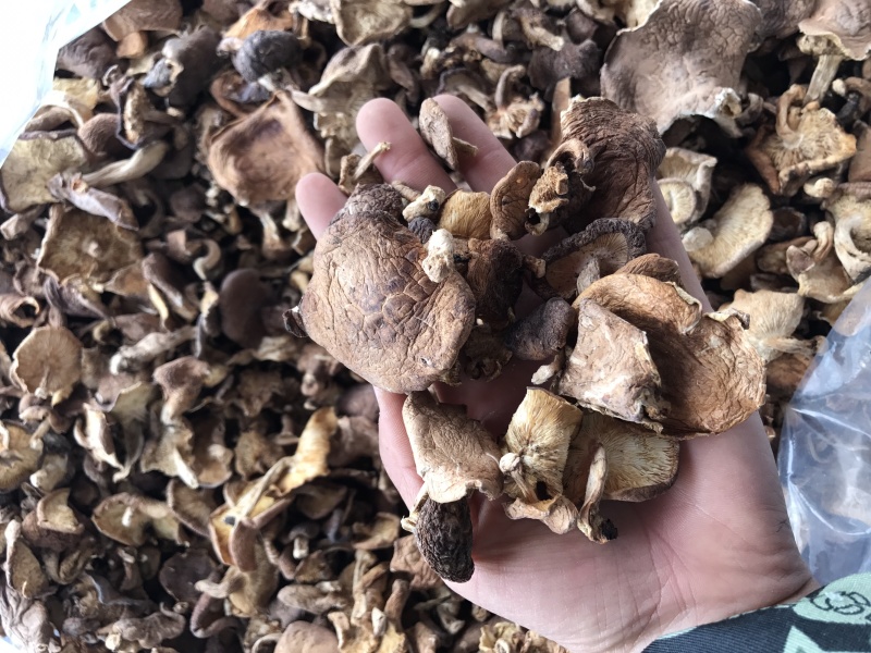 香菇干货云南特产野生香菇100%食用菌野生香菇
