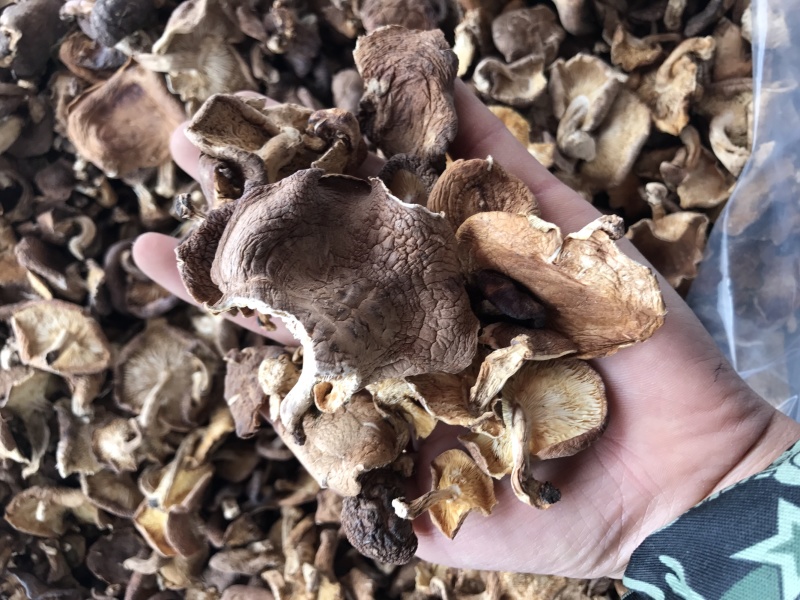 香菇干货云南特产野生香菇100%食用菌野生香菇