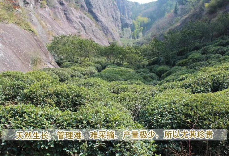 信阳毛尖新茶绿茶2020年雨前一级