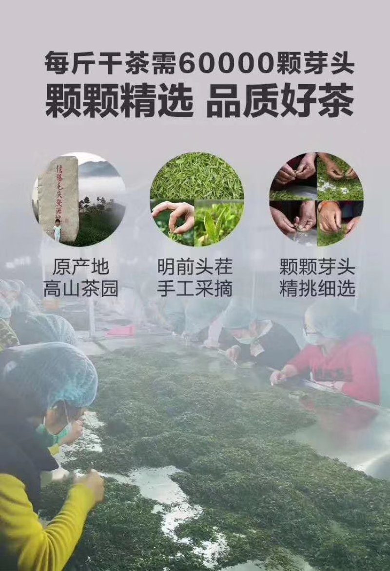 信阳毛尖新茶绿茶2020年雨前一级