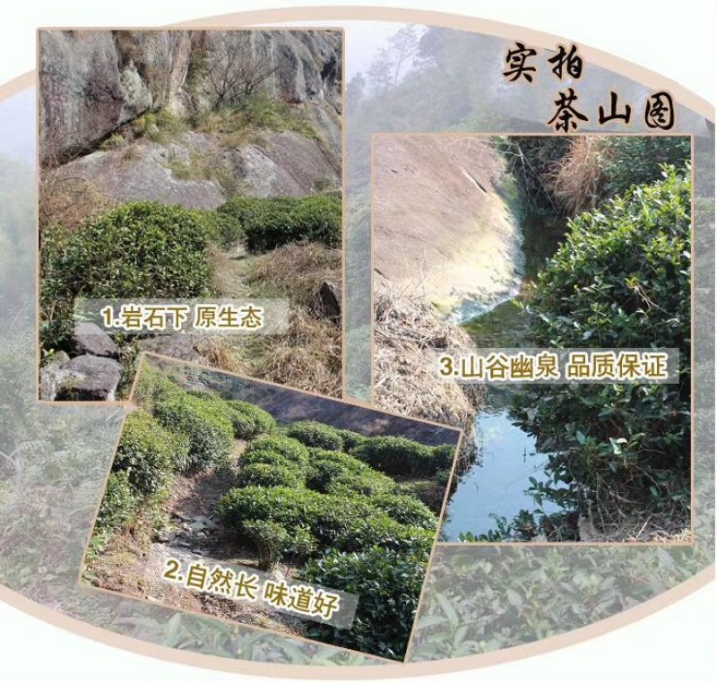 信阳毛尖绿茶新茶雨前二级浓郁