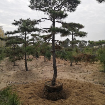 造型松