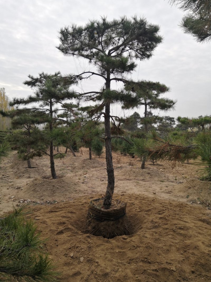 造型松