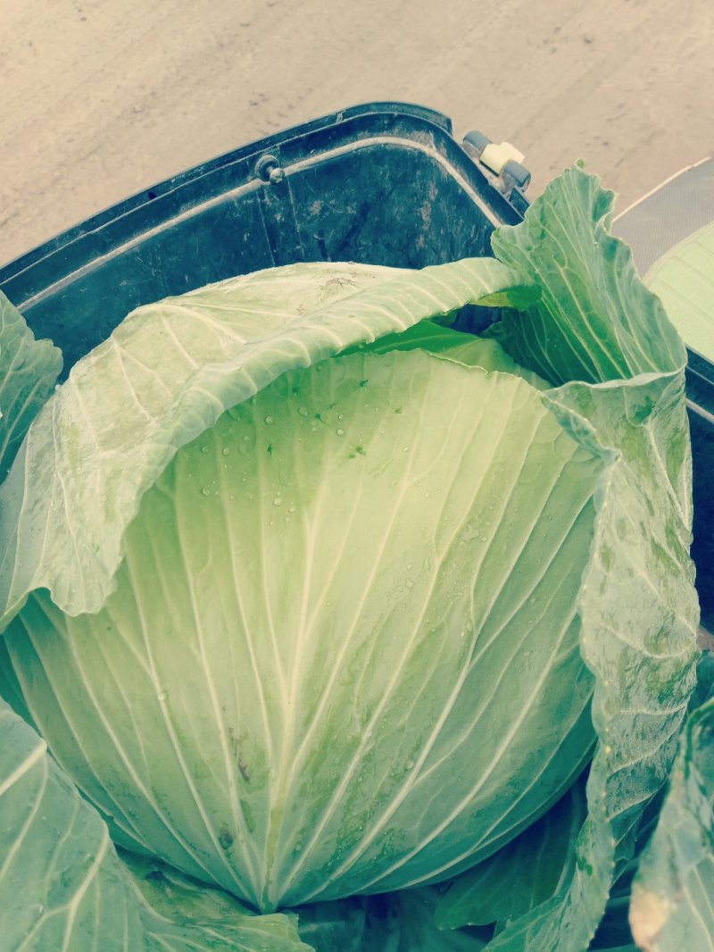 包菜