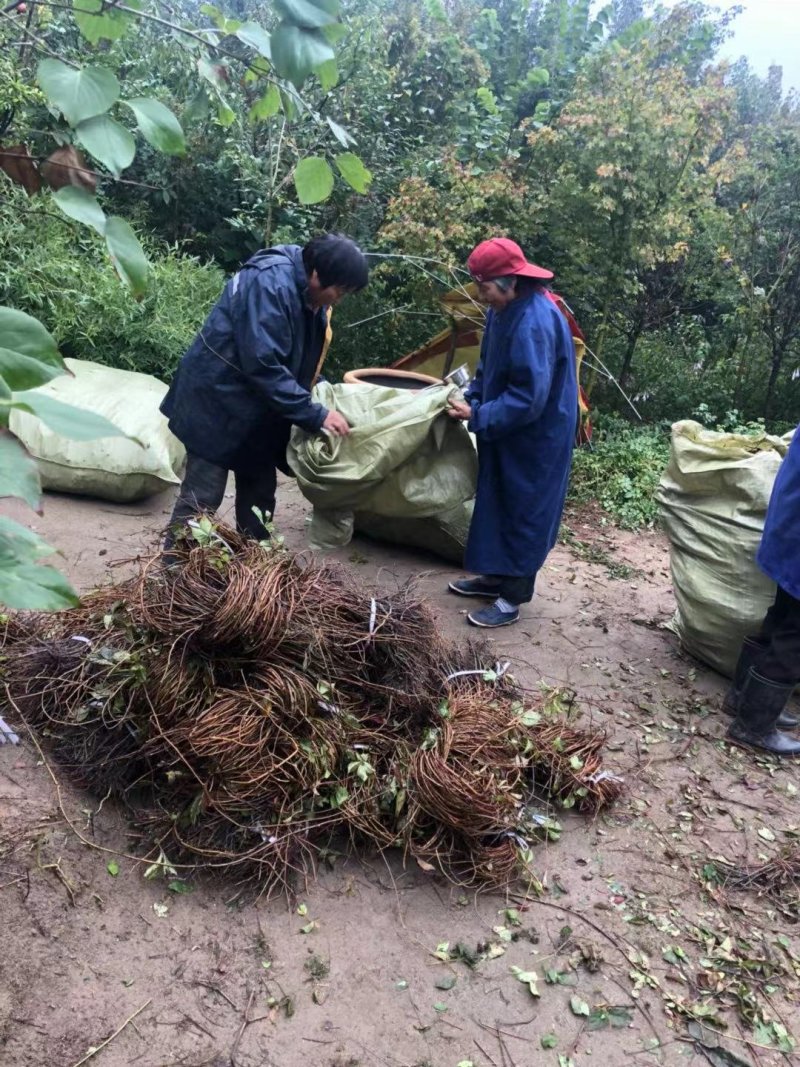 爬山虎五叶地锦规格50--120高，一手货源