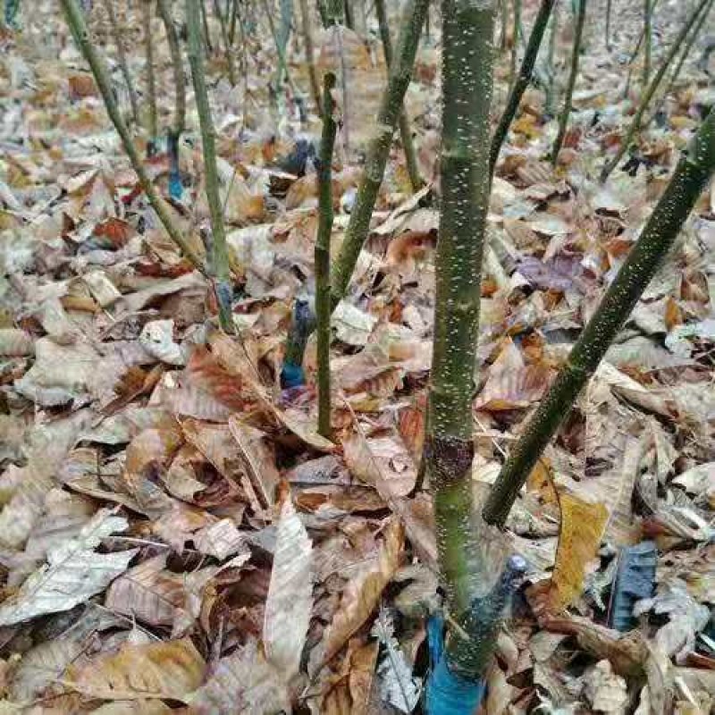 板栗苗大红袍板栗嫁接苗青毛软刺沂蒙短枝油栗包纯度
