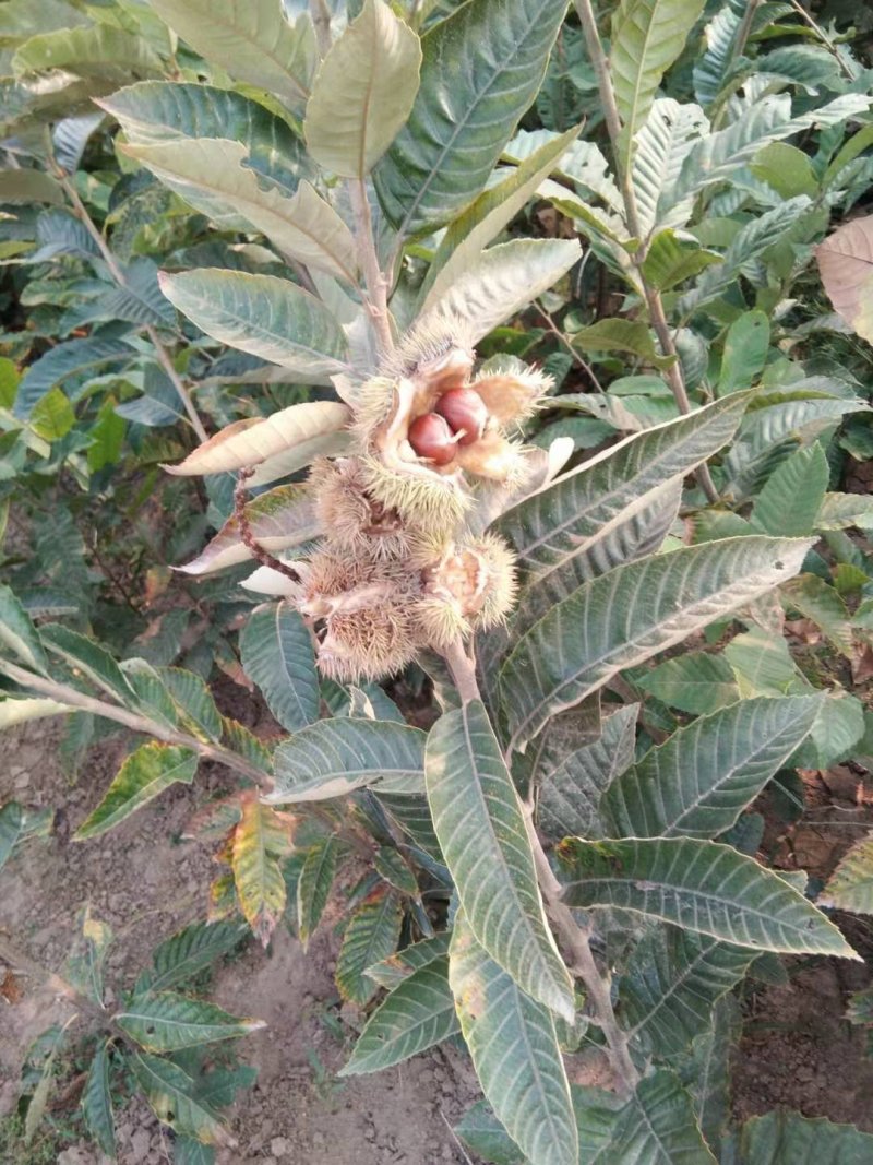 板栗苗大红袍板栗嫁接苗青毛软刺沂蒙短枝油栗包纯度