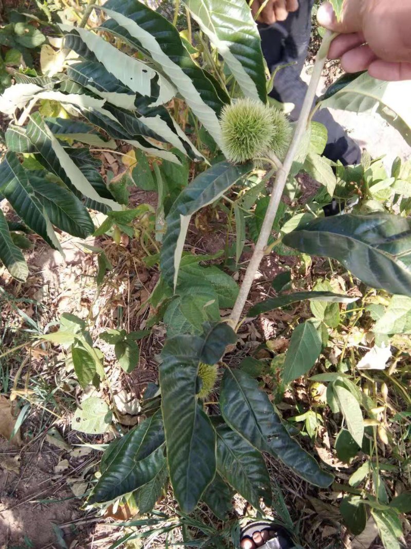 板栗苗大红袍板栗嫁接苗青毛软刺沂蒙短枝油栗包纯度