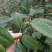 信阳毛尖2020年新茶雨前三级