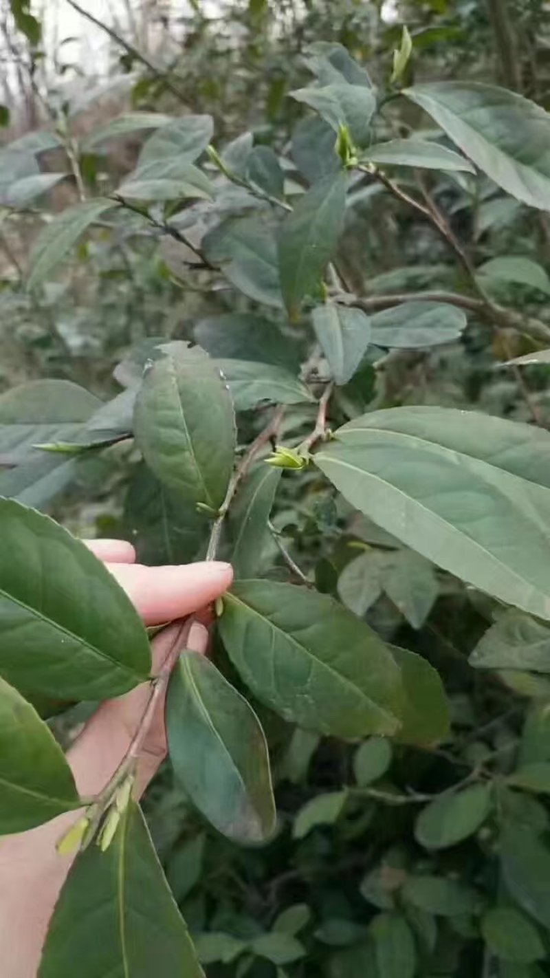 信阳毛尖2020年新茶雨前三级