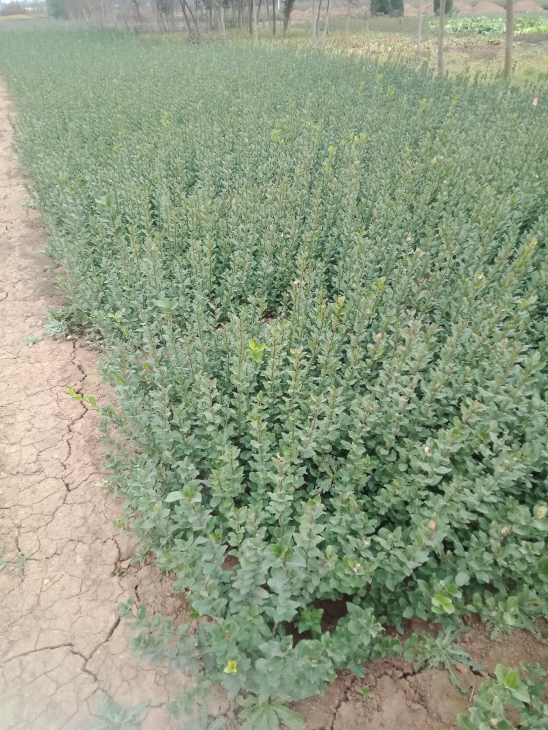 卫矛苗绿化工程苗卫矛球厂家批发