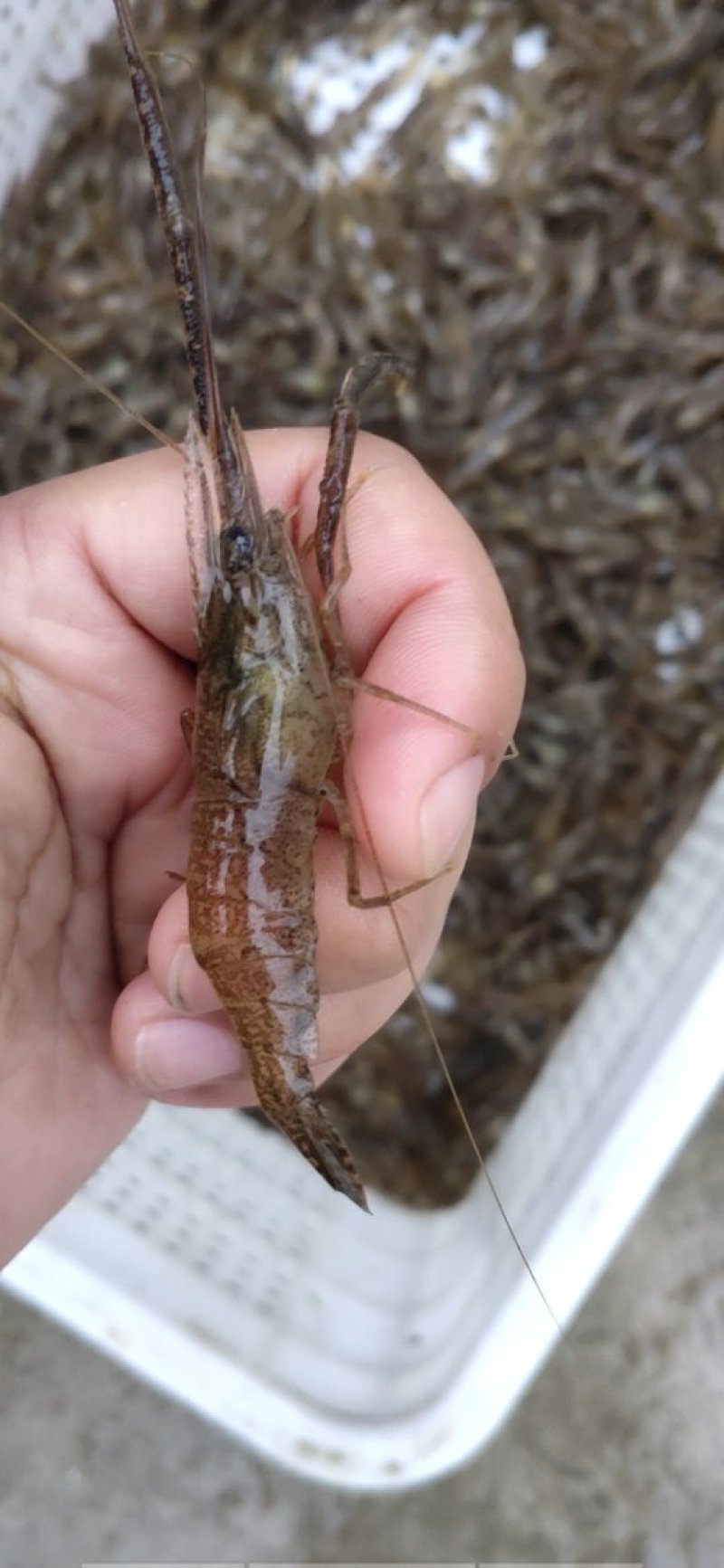湖北潜江市白鹭湖鲜活大米虾，大河虾超高成活率