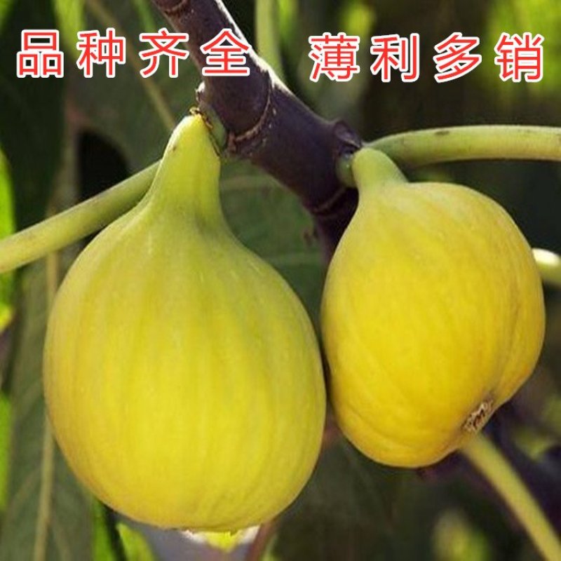 波姬红无花果苗品种无花果苗包成活包品种现挖现卖无花果苗