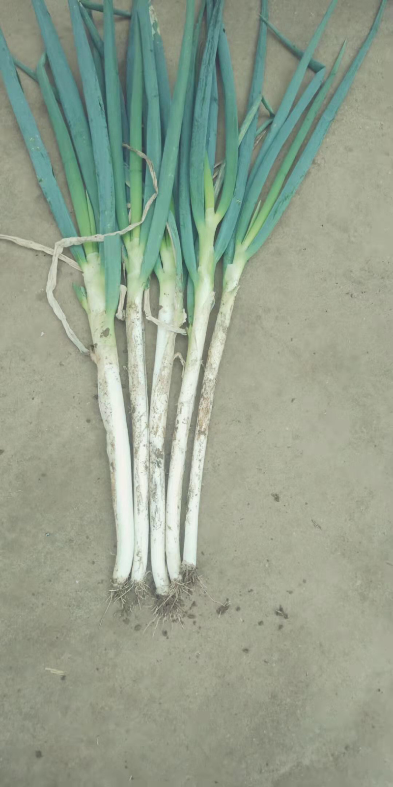 【牛商推荐】钢葱，产地直供，批量发货