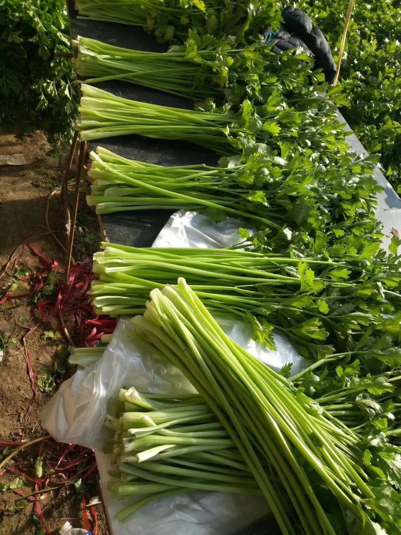 原产地劈掰芹菜各种规格长期供应批发市场食品厂