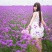 柳叶马鞭草种子四季种多年生花卉种子庭院景观园林花海种子包