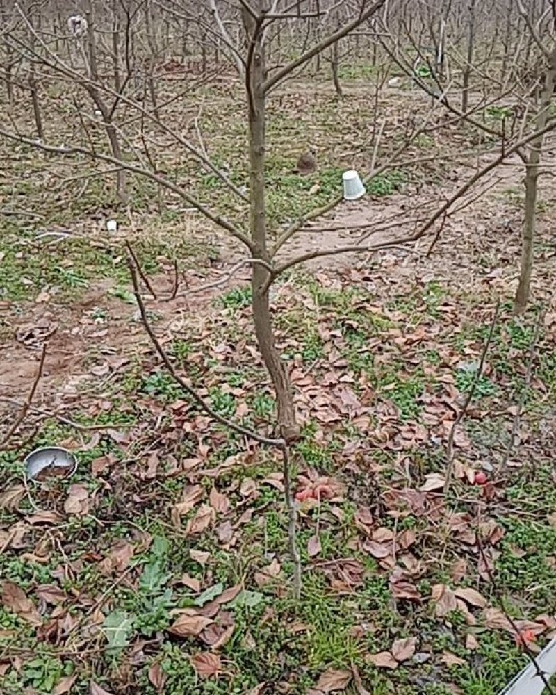 产地直销日本脆柿挂果大树即摘即吃个大无核自然脱涩