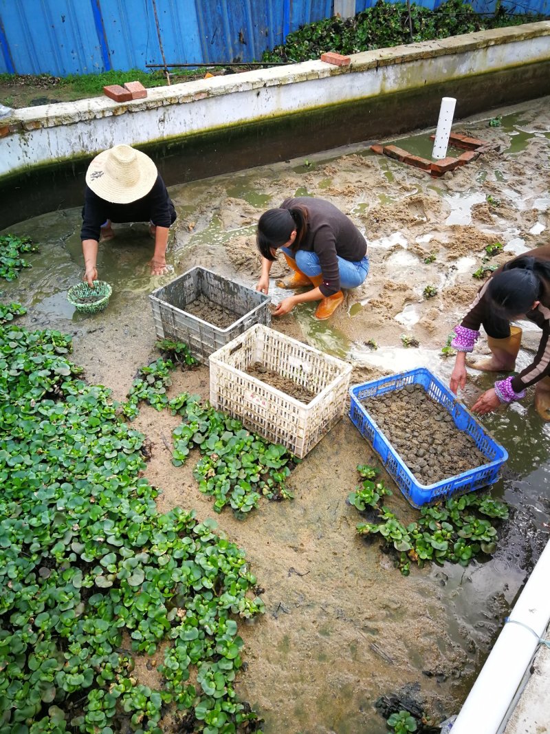 甲鱼苗优质生态黑花中华甲鱼苗20-30克产地直供成活率高