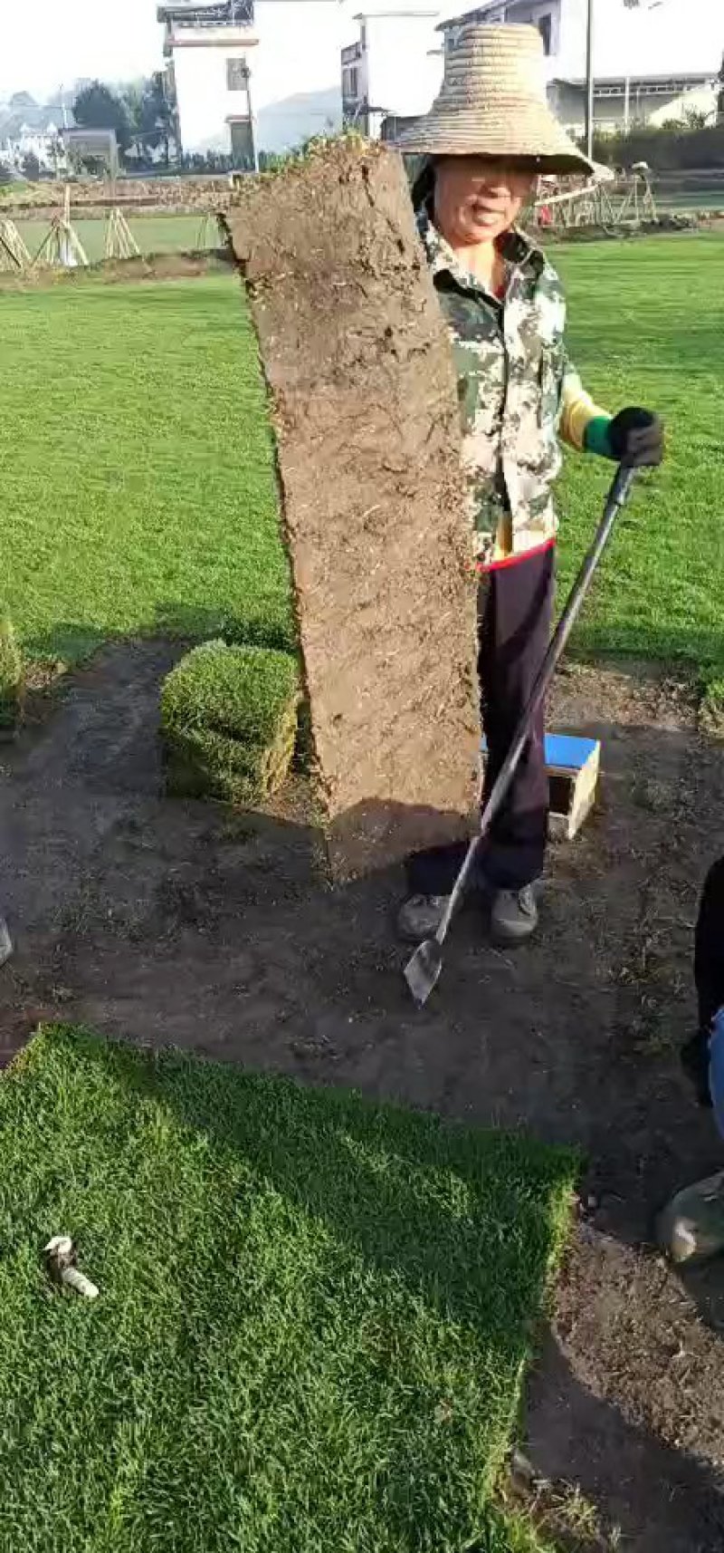 马尼拉草皮