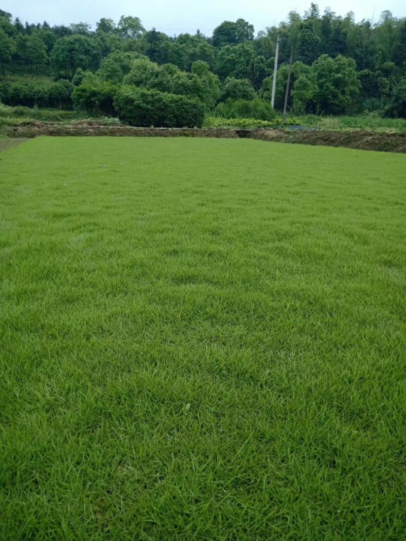 马尼拉草皮