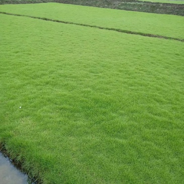 马尼拉草皮