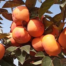 产地直销日本脆柿挂果大树即摘即吃个大无核自然脱涩