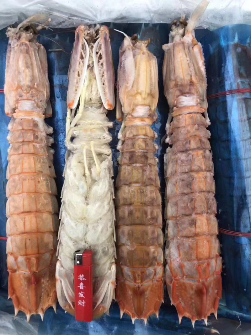熟冻皮皮虾