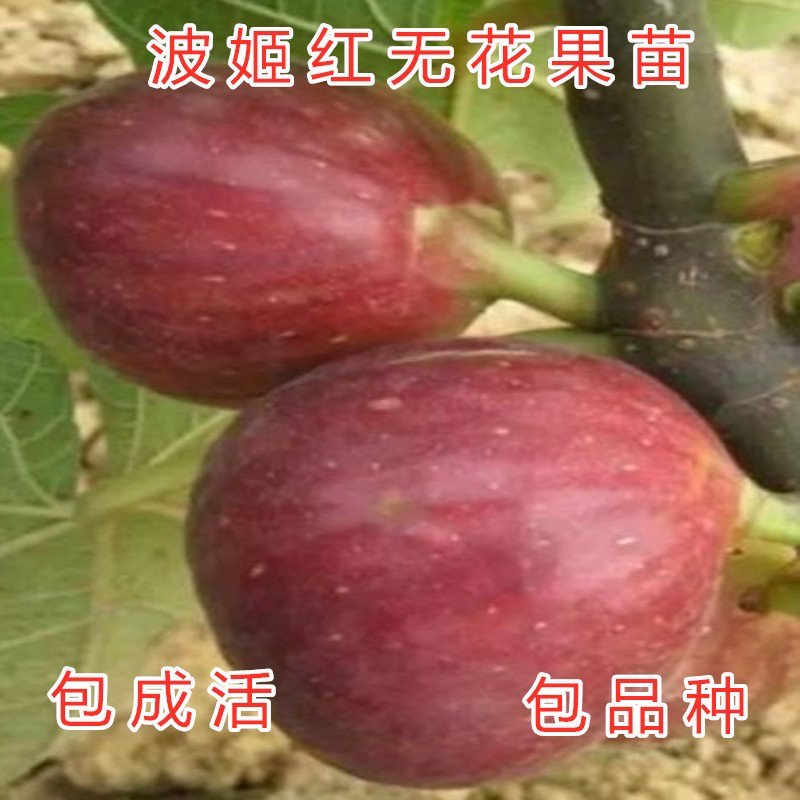 布兰瑞克无花果苗日本紫果无花果苗波姬红苗红心无花果青皮苗