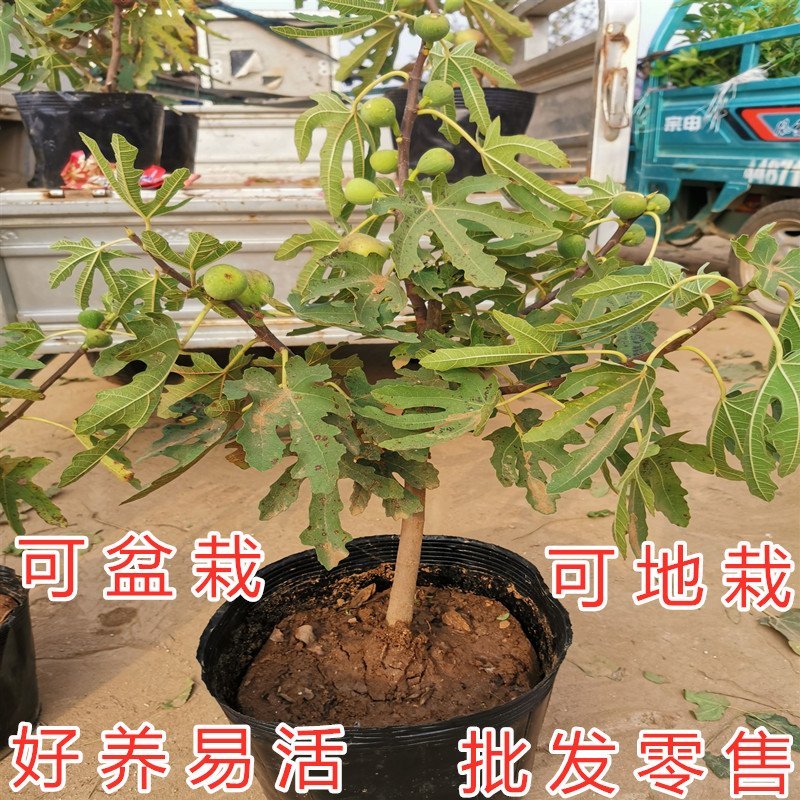 布兰瑞克无花果苗日本紫果无花果苗波姬红苗红心无花果青皮苗
