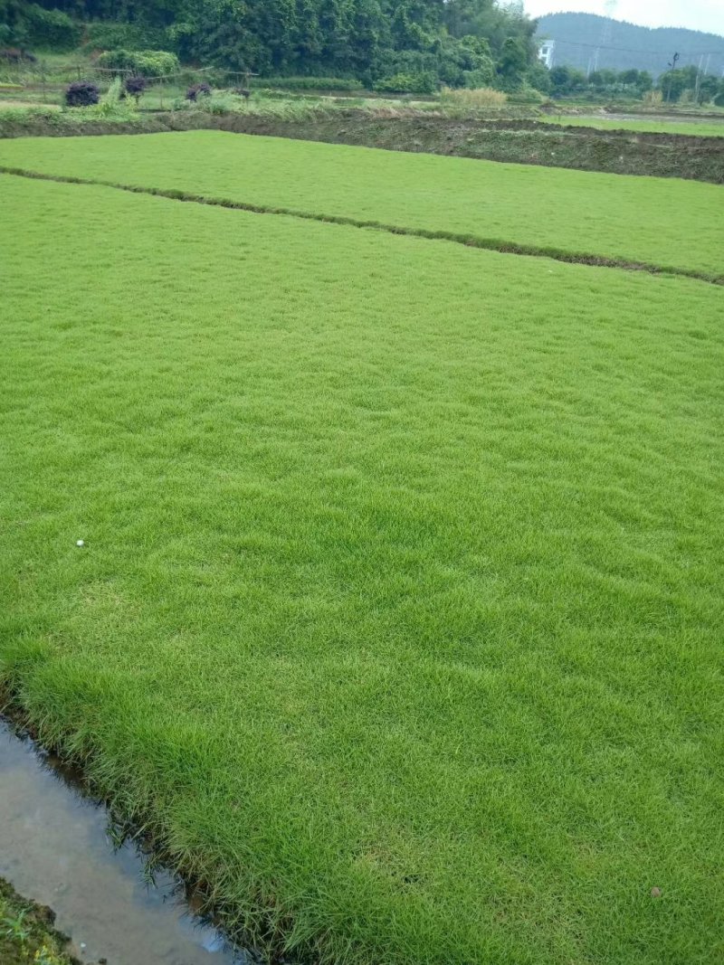 马尼拉草坪