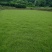 马尼拉草坪