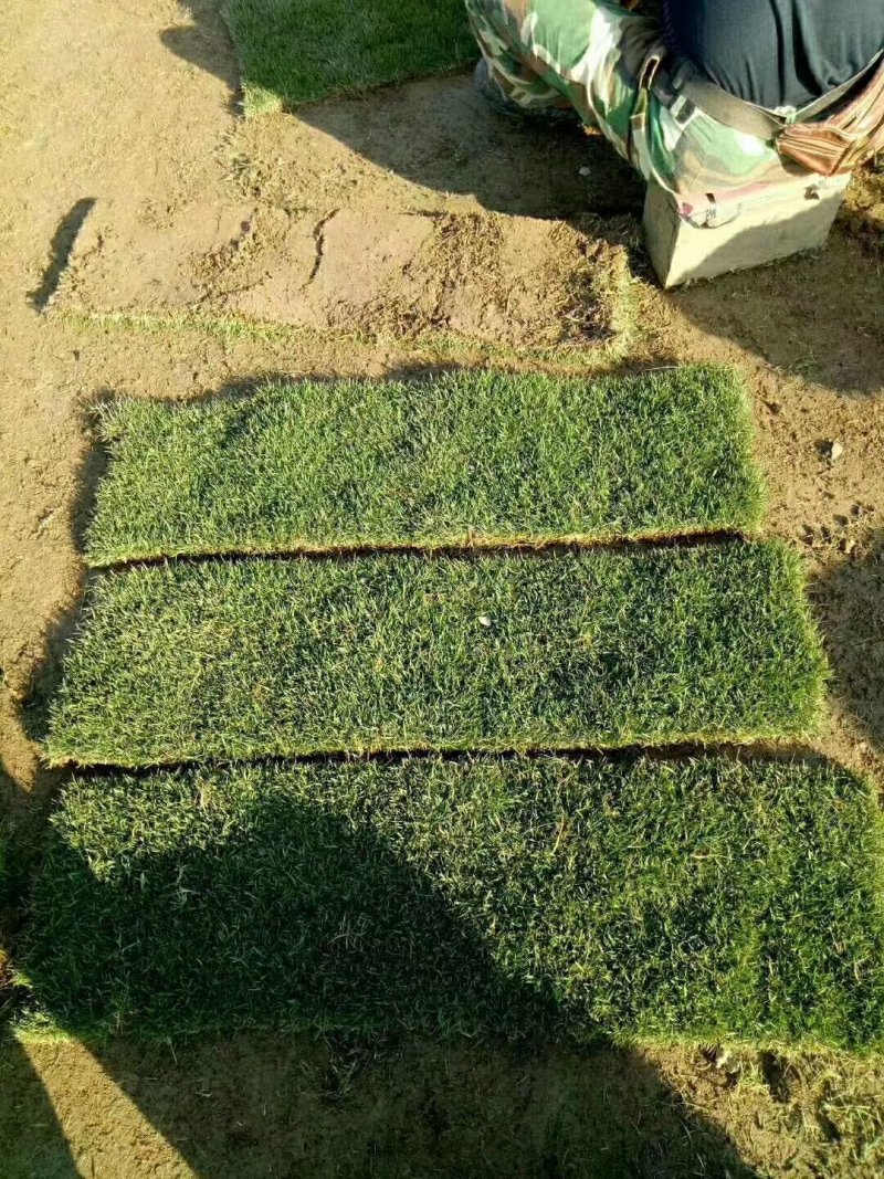 马尼拉草坪