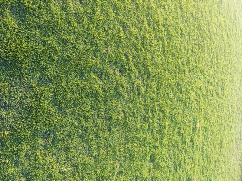 马尼拉草坪