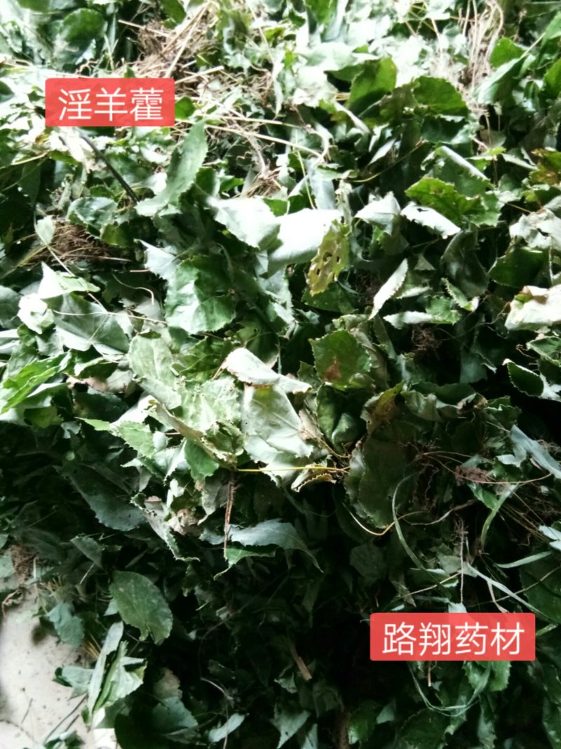 正品柔毛淫羊藿产地直发高含量干度好