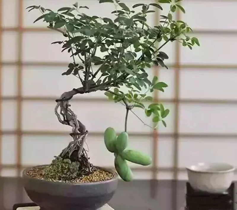 八月瓜古桩盆景园艺花卉
