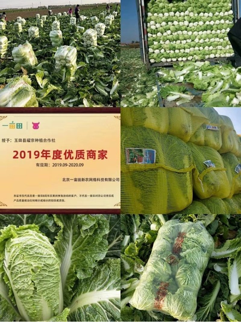 北京3号白菜产地一手货源提供各种包装无烧心提供一条龙服务