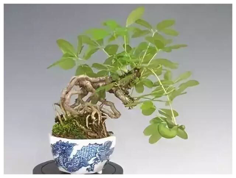 八月瓜古桩盆景园艺花卉