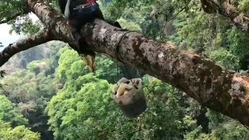 野生挂蜂蜜
