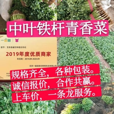 中叶铁杆青香菜，毛菜，净菜，提供包装，诚信报价！