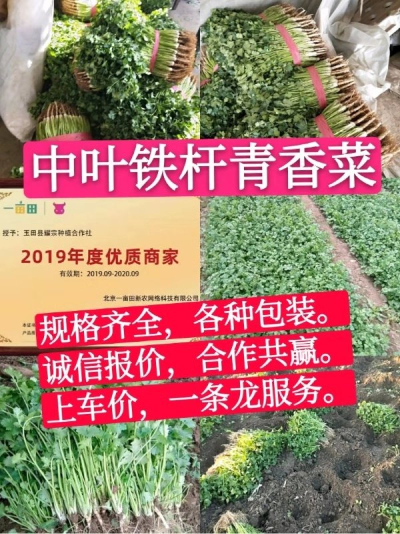 中叶铁杆青香菜，毛菜，净菜，提供包装，诚信报价！