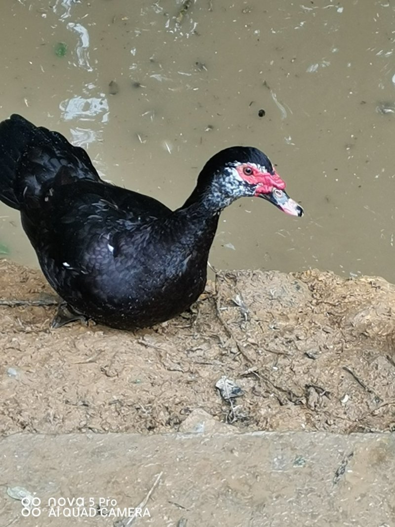 干鸭子本地土鸡