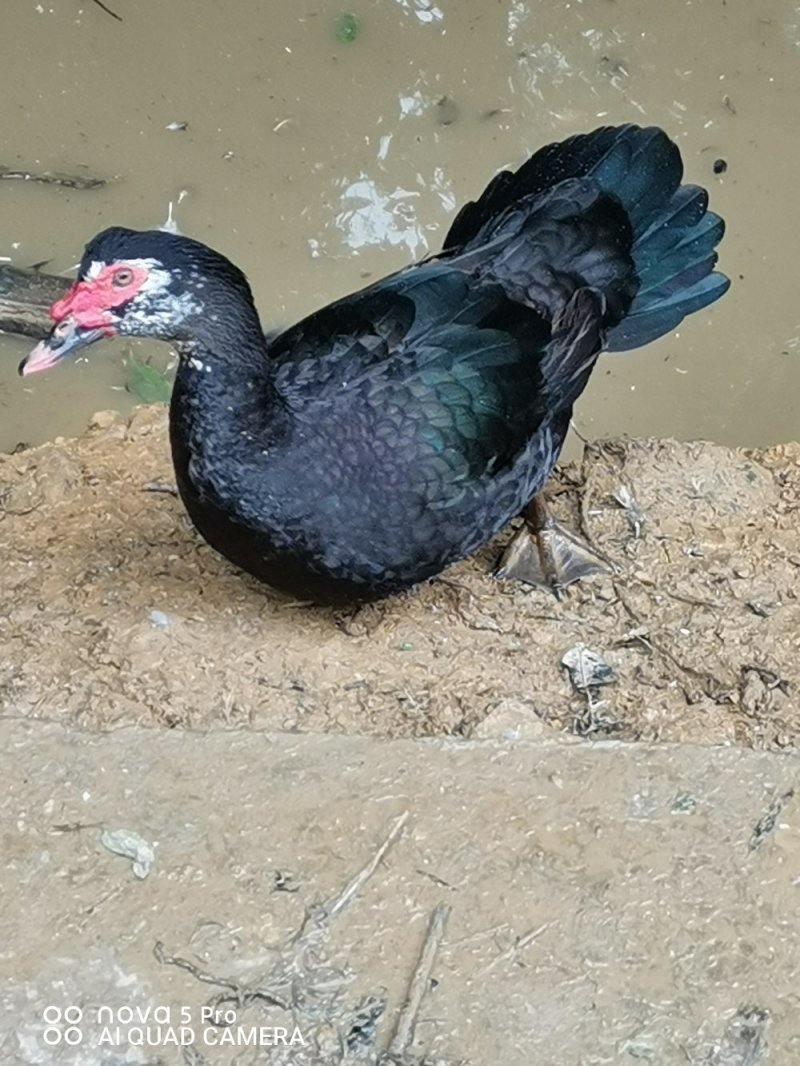干鸭子本地土鸡