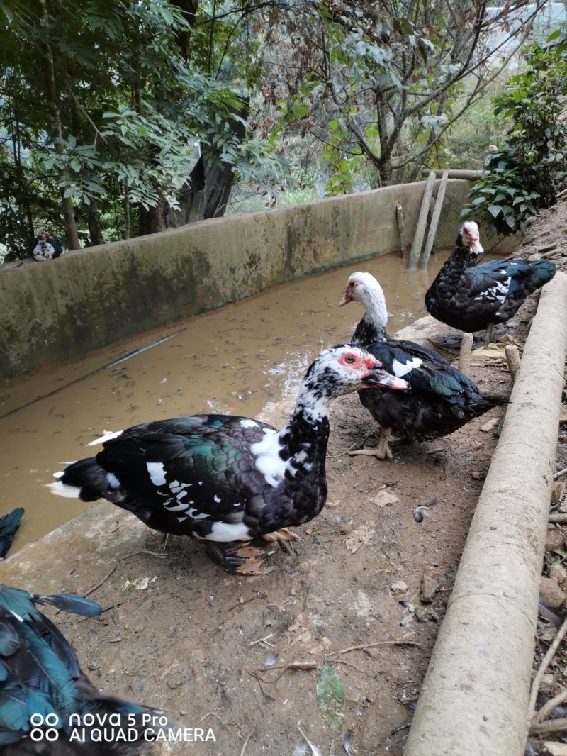 干鸭子本地土鸡
