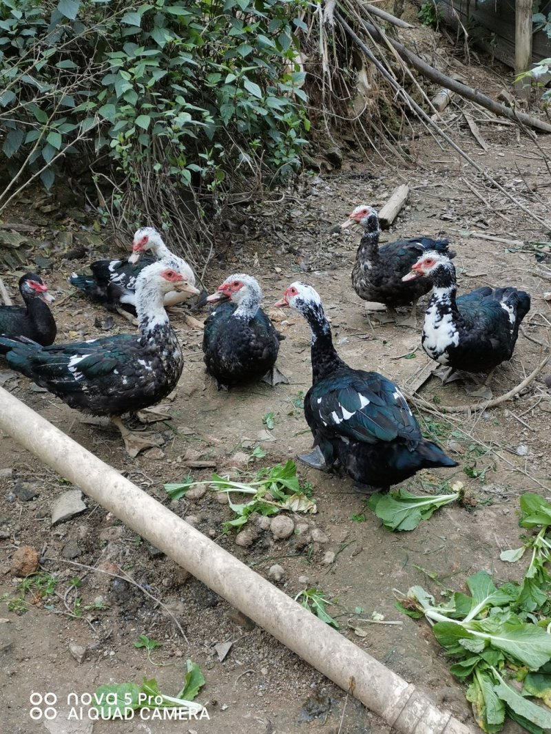 干鸭子本地土鸡